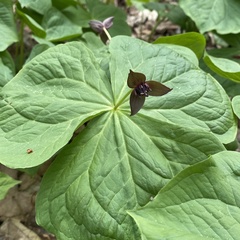 Trillium apetalon