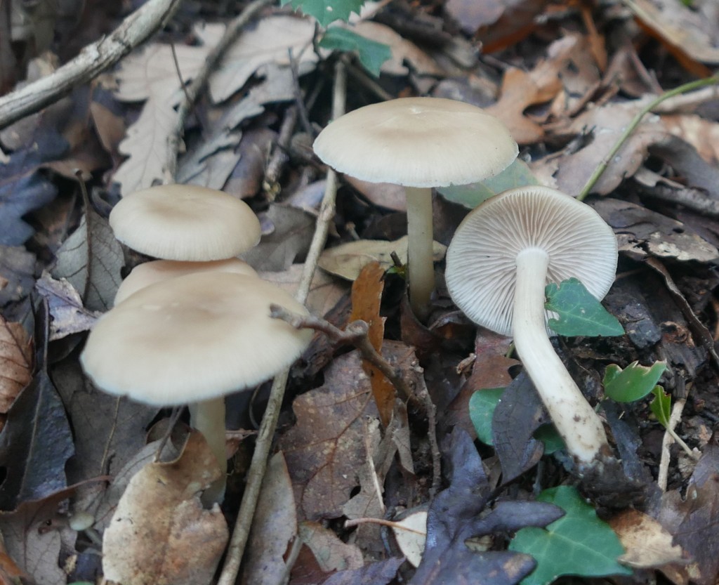 Entoloma