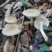 Entoloma nidorosum - Photo (c) Massimo Tabone, some rights reserved (CC BY-NC), uploaded by Massimo Tabone
