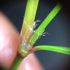 Persicaria
