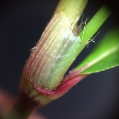 Persicaria