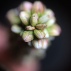 Persicaria