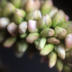 Persicaria