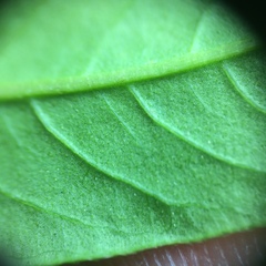 Persicaria