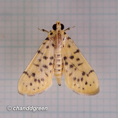 Conogethes punctiferalis