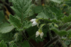 Solanum retroflexum
