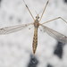 Tipula sarajevensis - Photo (c) Rafael Carbonell Font, μερικά δικαιώματα διατηρούνται (CC BY-NC), uploaded by Rafael Carbonell Font