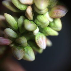 Persicaria