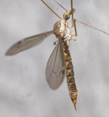 Tipula sarajevensis
