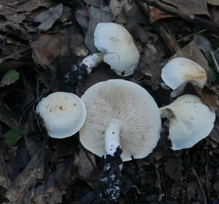 Tricholoma album