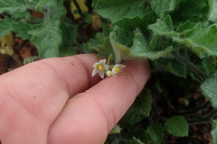 Solanum retroflexum