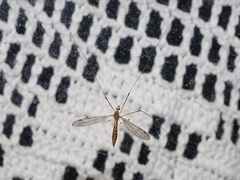 Tipula sarajevensis