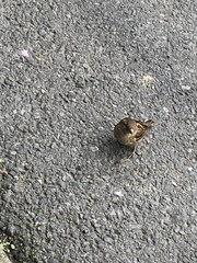 Passer domesticus