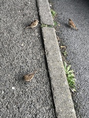 Passer domesticus