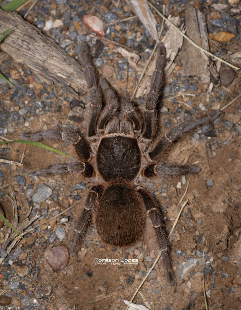 Natal Brown Birdeater