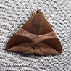 Bastilla fulvotaenia