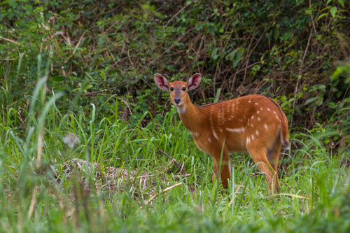 Sitatunga