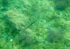 Halichoeres semicinctus