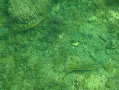 Halichoeres semicinctus