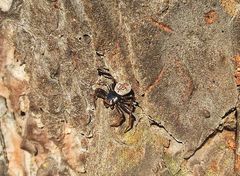 Coriarachne depressa