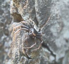 Coriarachne depressa