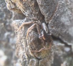 Coriarachne depressa