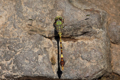 Paragomphus elpidius