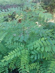Robinia pseudoacacia