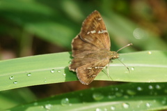 Eudaminae