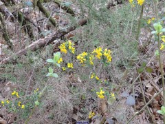 Genista falcata