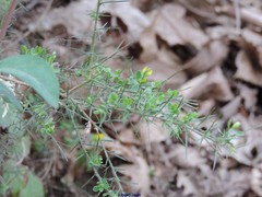 Genista falcata
