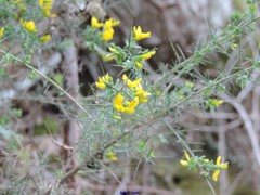 Genista falcata