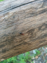 Camponotus lateralis