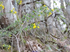 Genista falcata