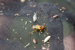Phyllobrotica quadrimaculata