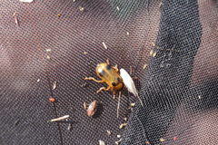 Phyllobrotica quadrimaculata