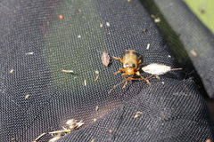 Phyllobrotica quadrimaculata