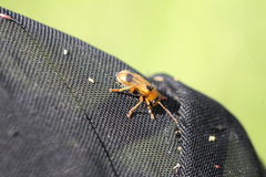 Phyllobrotica quadrimaculata