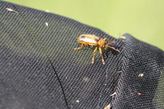 Phyllobrotica quadrimaculata