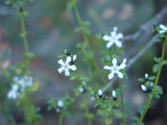 Orianthera serpyllifolia