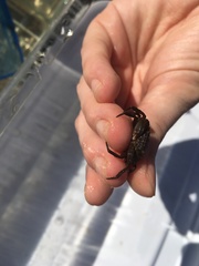 Rhithropanopeus harrisii