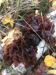 Phaeotremella foliacea