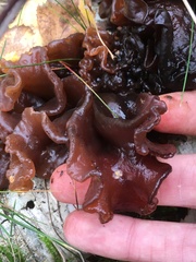 Phaeotremella foliacea