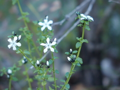 Orianthera serpyllifolia