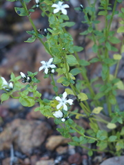 Orianthera serpyllifolia