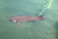Bodianus pulcher