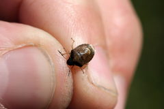 Rubiconia intermedia