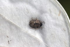 Rubiconia intermedia