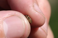 Rubiconia intermedia