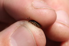 Rubiconia intermedia